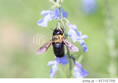 サルビア・アズレアの花とクマバチ サルビア・アズレアの花とクマバチ 95742708