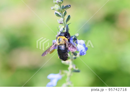 サルビア・アズレアの花とクマバチ サルビア・アズレアの花とクマバチ 95742718