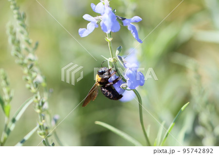 サルビア・アズレアの花とクマバチ サルビア・アズレアの花とクマバチ 95742892