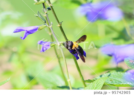 サルビア・アズレアの花とクマバチ サルビア・アズレアの花とクマバチ 95742905
