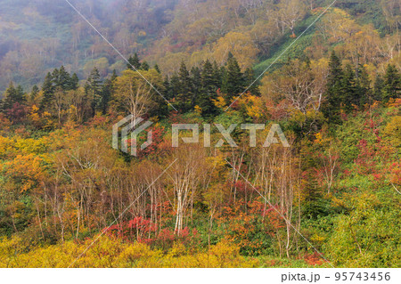 秋の長野県の栂池高原のカラフルな紅葉 95743456