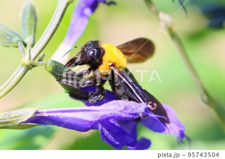 サルビア・アズレアの花とクマバチ 95743504