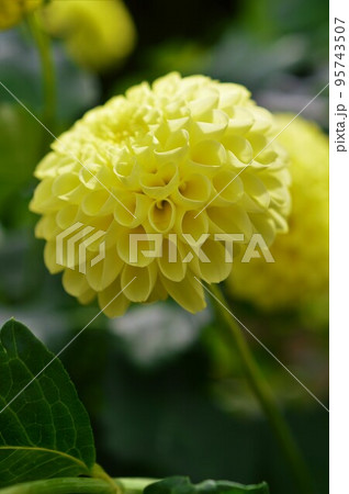 ダリア　Dahlia　黄色 95743507