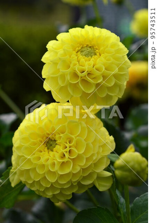 ダリア　Dahlia　黄色 95743511