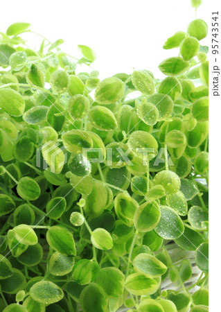 窓辺に置かれた観葉植物 95743541