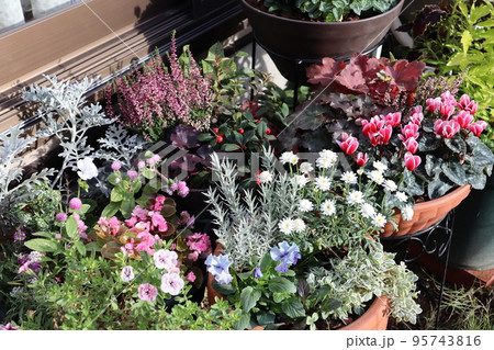 秋冬の花寄せ植えいっぱいの裏庭 95743816