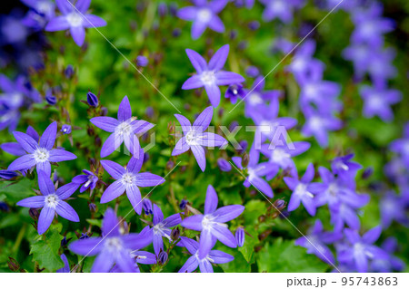 星の花～カンパニュラ～ 95743863