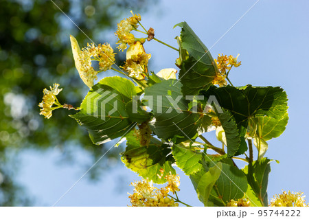 Linden flowers on a tree. Close-up of linden blossom. Blooming linden tree in the summer forest 95744222