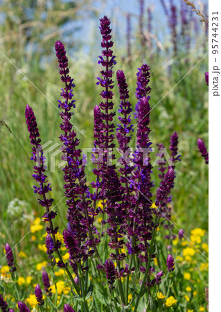 Background or Texture of Salvia nemorosa Caradonna Balkan Clary in a Country Cottage Garden in a romantic rustic style Background or Texture of Salvia nemorosa Caradonna Balkan Clary in a Country Cottage Garden in a romantic rustic style 95744231