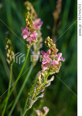 Sainfoin Onobrychis viciifolia, growing in the grassland. Common sainfoin fowering in summer Sainfoin Onobrychis viciifolia, growing in the grassland. Common sainfoin fowering in summer 95744253