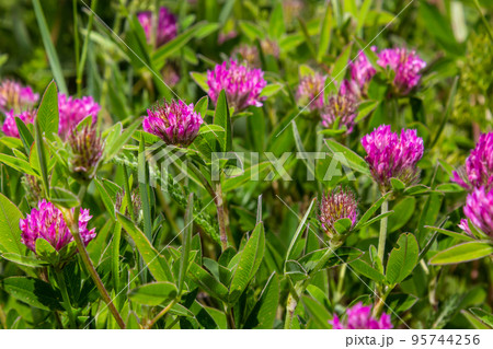 Trifolium pratense. Thickets of a blossoming clover. Red clover plants in sunshine. Honey bee at red clover flower. Flowering field with red clover and green grass Trifolium pratense. Thickets of a blossoming clover. Red clover plants in sunshine. Honey bee at red clover flower. Flowering field with red clover and green grass 95744256