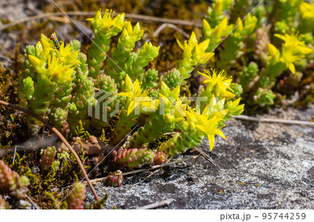 Sedum acre, Sedum album is the perennial herbaceous succulent plant with numerous rising stems covered with small thick leaves Sedum acre, Sedum album is the perennial herbaceous succulent plant with numerous rising stems covered with small thick leaves 95744259
