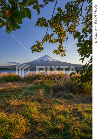 長崎公園の柿の木と富士山 95744605