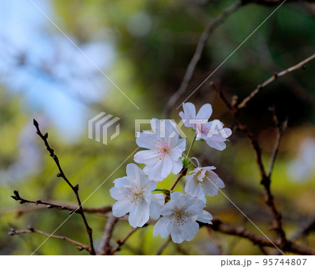 秋に咲く十月桜 秋に咲く十月桜 95744807