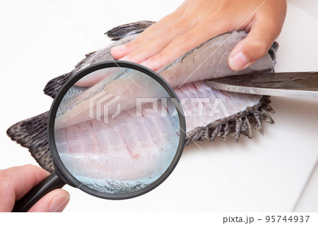 鮮魚と虫眼鏡　寄生虫と食の安全　イメージ 95744937