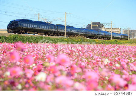 満開のコスモスと観光列車「36ぷらす3」（JR九州） 95744987