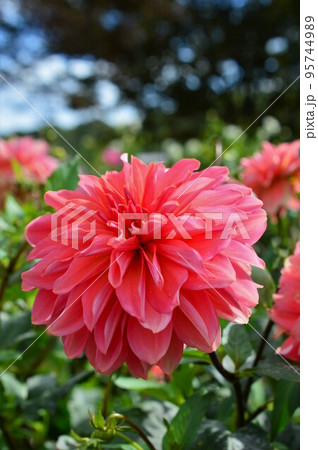ダリア　Dahlia　レッド（赤色） 95744989