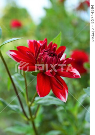 ダリア Dahlia レッド(赤色) ダリア Dahlia レッド(赤色) 95744994