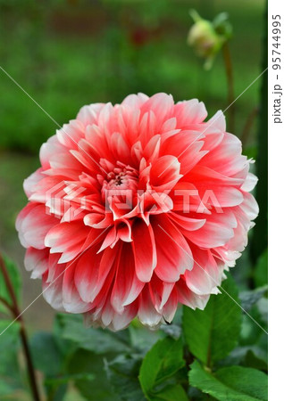 ダリア　Dahlia　レッド（赤色） 95744995