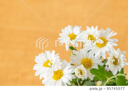 白い菊の花 95745077