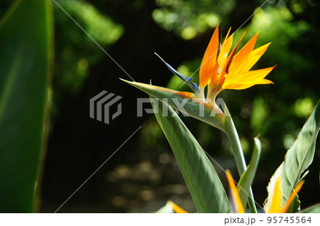 鳥のようなオレンジ色の花　熱帯植物(8月)ストレリッチア(ゴクラクチョウカ・極楽鳥花)24 95745564