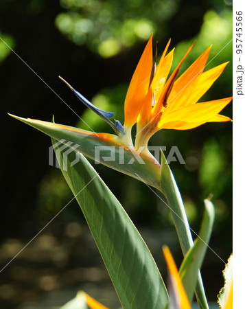 鳥のようなオレンジ色の花　熱帯植物(8月)ストレリッチア(ゴクラクチョウカ・極楽鳥花)24V3.4 95745566