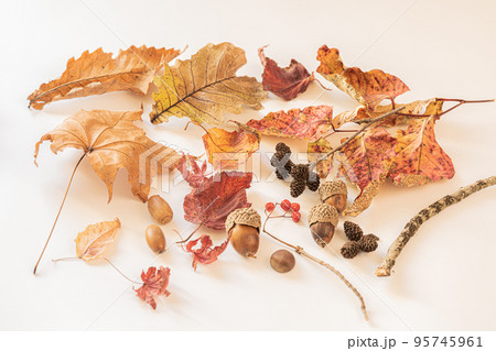 秋の落とし物 95745961