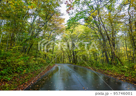 秋の軽井沢 白糸ハイランドウェイ沿いの紅葉 秋の軽井沢 白糸ハイランドウェイ沿いの紅葉 95746001