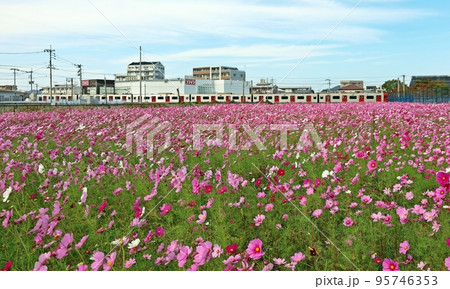 コスモス畑をのんびり走る303系筑肥線電車 コスモス畑をのんびり走る303系筑肥線電車 95746353