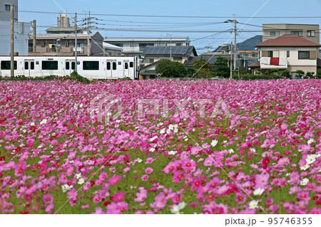 住宅地のコスモス畑を走る305系電車 95746355