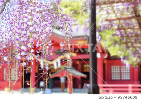 茨城　笠間稲荷神社の藤の花 95746609