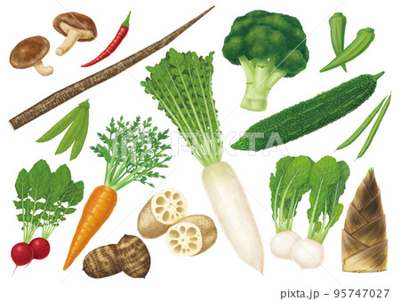 野菜のイラストセット2 95747027