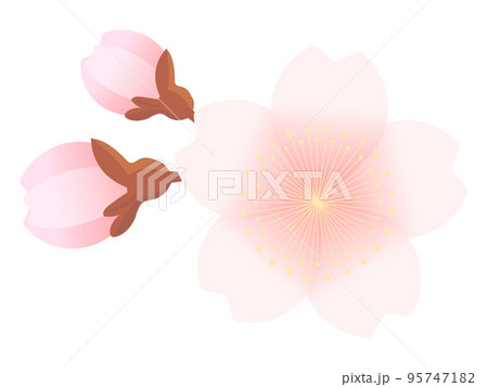 桜の花と蕾のイラスト 95747182