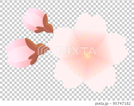 桜の花と蕾のイラスト 95747182