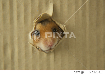 The muzzle of a red hamster in a hole. A Syrian hamster looks out of a dirvka The muzzle of a red hamster in a hole. A Syrian hamster looks out of a dirvka 95747318