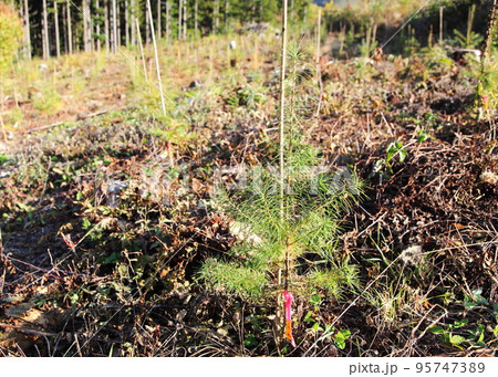 伐採地に植林されたカラマツの苗の写真素材 [95747389] - PIXTA