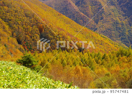 長野県高山村にある湯つづき紅葉街道から見る紅葉 長野県高山村にある湯つづき紅葉街道から見る紅葉 95747481