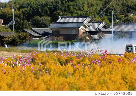 セイダカアワダチソウ 95748009