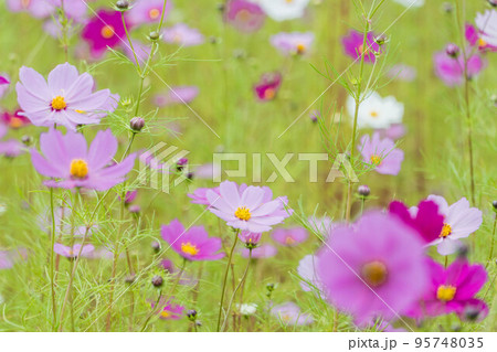秋の花 コスモス 秋の花 コスモス 95748035