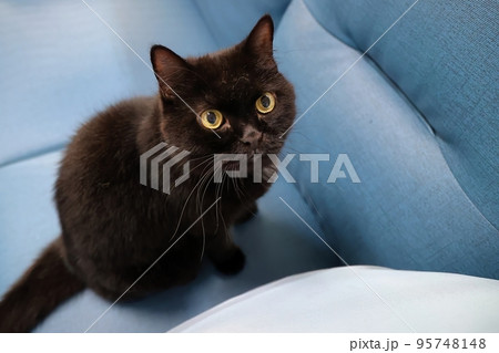 黒猫 クロネコ くろねこ 95748148