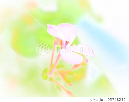 路傍に咲く名もなき花 95748252