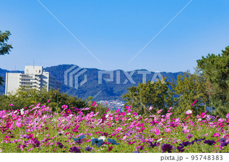 兵庫県 武庫川髭の渡しコスモス園 の写真素材 9574
