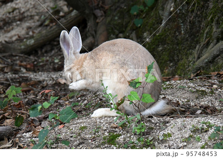 大久野島の可愛いウサギたち 大久野島の可愛いウサギたち 95748453