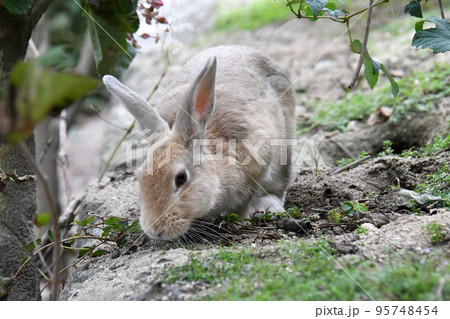 大久野島の可愛いウサギたち 大久野島の可愛いウサギたち 95748454