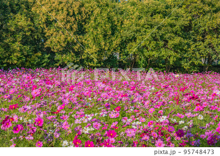 兵庫県 武庫川髭の渡しコスモス園の写真素材