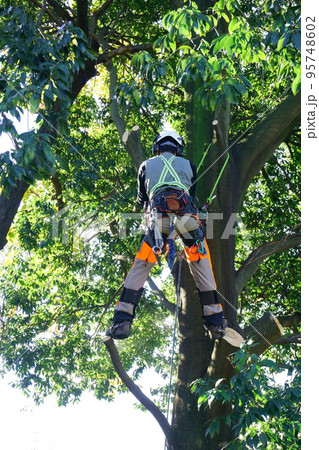 高木を伐採するプロフェショナル 95748602