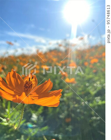 コスモス園に群生して咲くオレンジ色の一凛のキバナコスモスの花と青空と輝く太陽 95748613