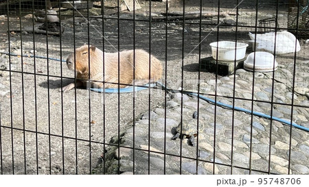 丸まったホースの上でお昼寝するカピバラと日向ぼっこタートル 95748706