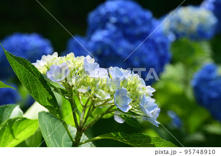 咲き始めのアジサイの花 95748910