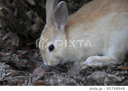 大久野島の可愛いウサギたち 95748948